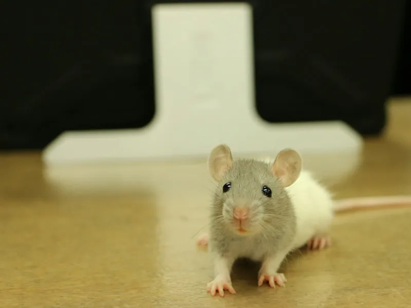 A laboratory mouse.